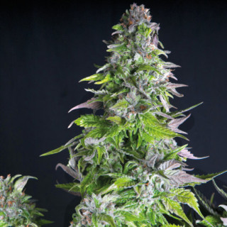 "Romulan -  Auto - Pyramids Seeds"