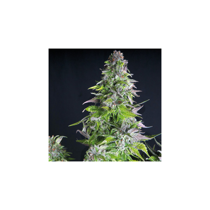 "Romulan -  Auto - Pyramids Seeds"