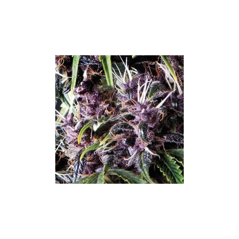 "Auto Purple -  Auto - Pyramids Seeds"