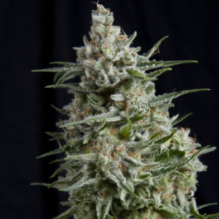 "Anesthesia -  Auto - Pyramids Seeds"