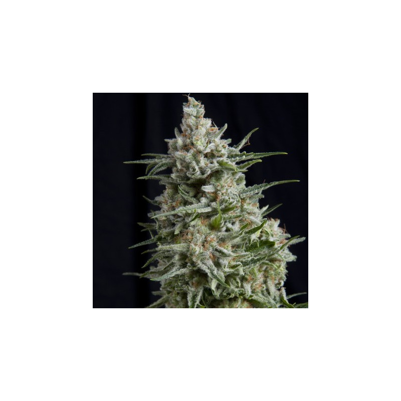 "Anesthesia -  Auto - Pyramids Seeds"