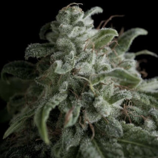 "Nefertiti -  Auto - Pyramids Seeds"