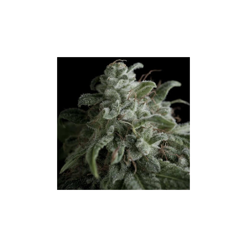 "Nefertiti -  Auto - Pyramids Seeds"