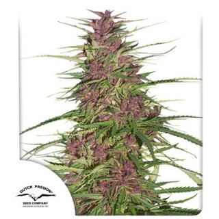 Purple 1 - Régulière - Dutch Passion | ROOTS-SEEDS.FR