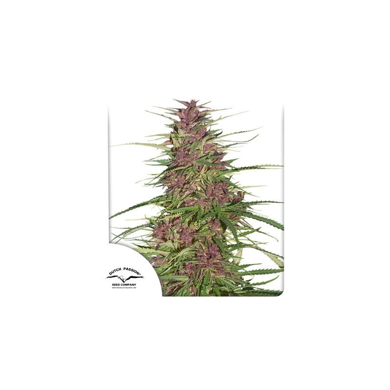 Purple 1 - Régulière - Dutch Passion | ROOTS-SEEDS.FR
