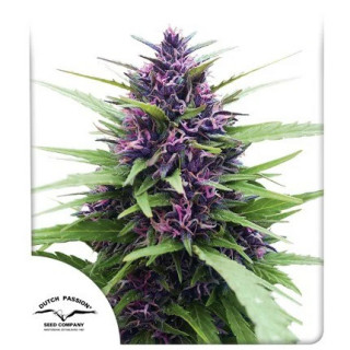 Shaman - Régulière - Dutch Passion | ROOTS-SEEDS.FR