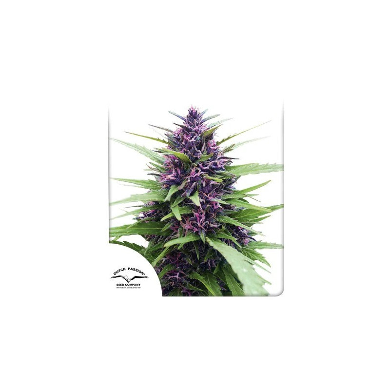 Shaman - Régulière - Dutch Passion | ROOTS-SEEDS.FR