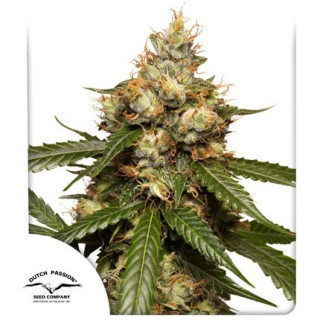 THC Victory - Autofloraison - Dutch Passion | ROOTS-SEEDS.FR
