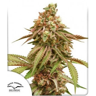 Tropical Tangie - Féminisée - Dutch Passion | ROOTS-SEEDS.FR