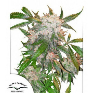 White Widow - REG - Dutch Passion