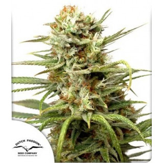White Widow - Autofloraison - Dutch Passion | ROOTS-SEEDS.FR