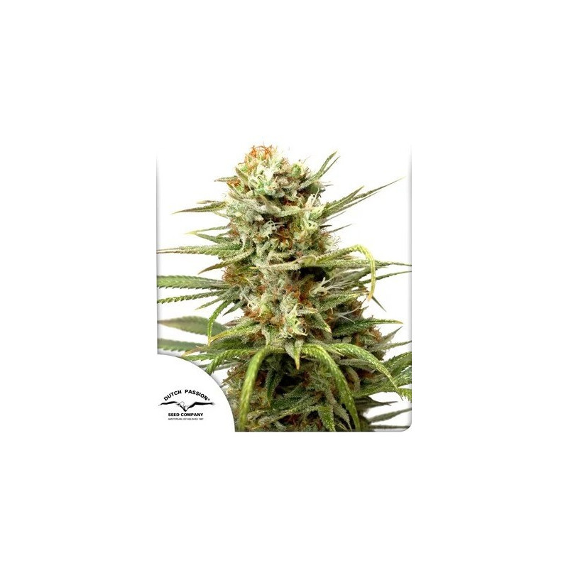 White Widow - Autofloraison - Dutch Passion | ROOTS-SEEDS.FR