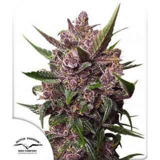 Blackberry Kush - Autofloraison - Dutch Passion | ROOTS-SEEDS.FR