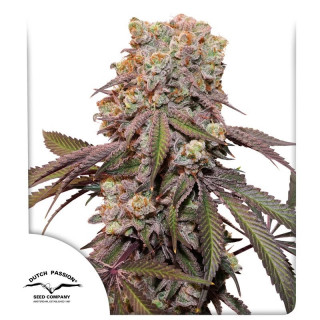 Candy Bubatz XL - Autofloraison - Dutch Passion | ROOTS-SEEDS.FR