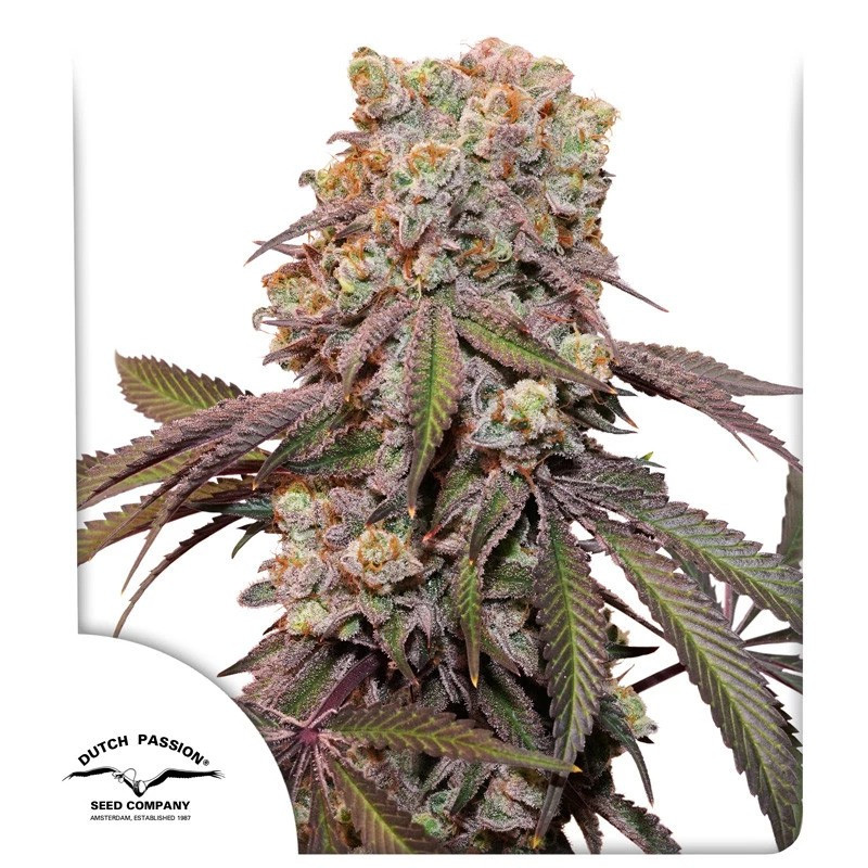 Candy Bubatz XL - Autofloraison - Dutch Passion | ROOTS-SEEDS.FR