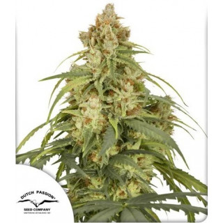 CBD-Victory - Autofloraison - Dutch Passion | ROOTS-SEEDS.FR