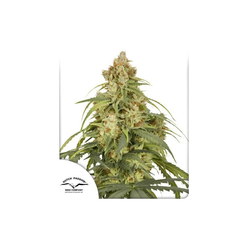 CBD-Victory - Autofloraison - Dutch Passion | ROOTS-SEEDS.FR