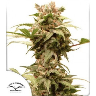 CBG-Force - AUTO - Dutch Passion