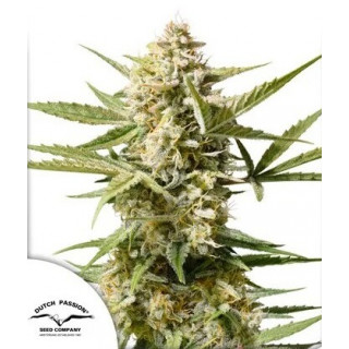 Cinderella Jack - Autofloraison - Dutch Passion | ROOTS-SEEDS.FR