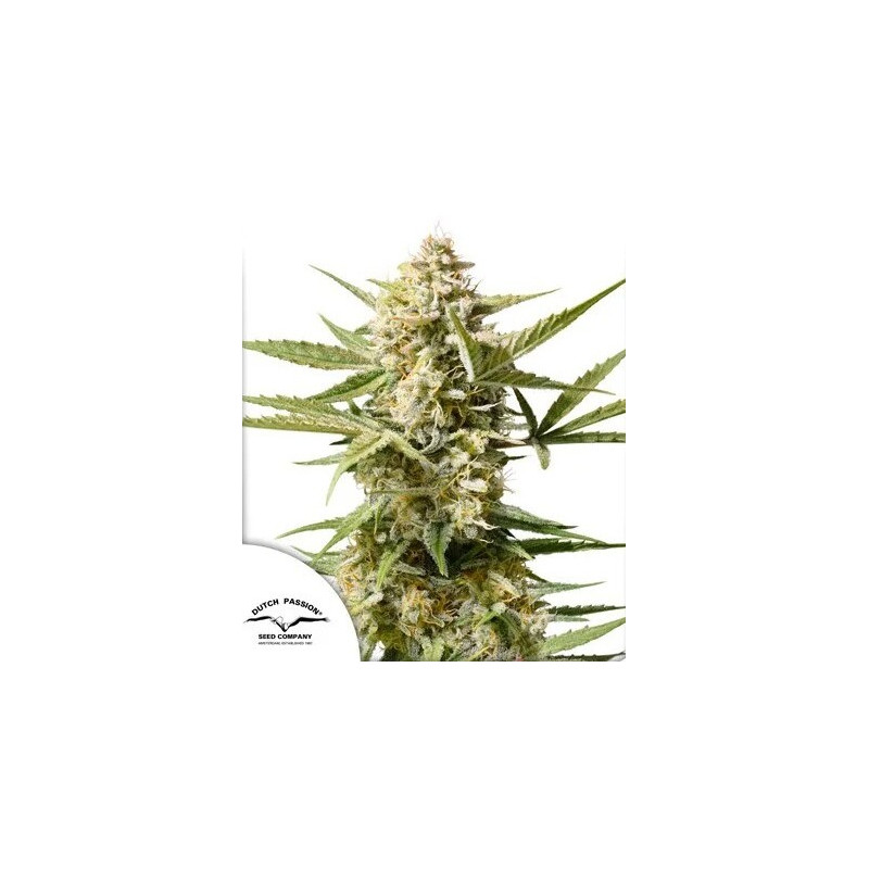 Cinderella Jack - Autofloraison - Dutch Passion | ROOTS-SEEDS.FR