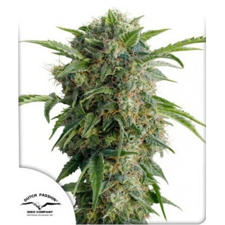 Daiquiri Lime - Autofloraison - Dutch Passion | ROOTS-SEEDS.FR