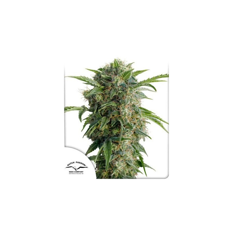 Daiquiri Lime - Autofloraison - Dutch Passion | ROOTS-SEEDS.FR