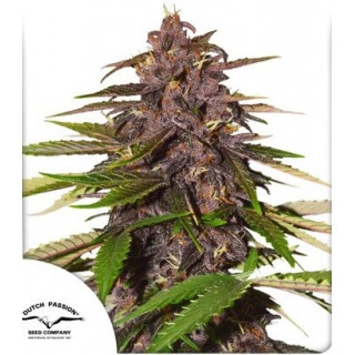 Forbidden Cherry - Autofloraison - Dutch Passion | ROOTS-SEEDS.FR