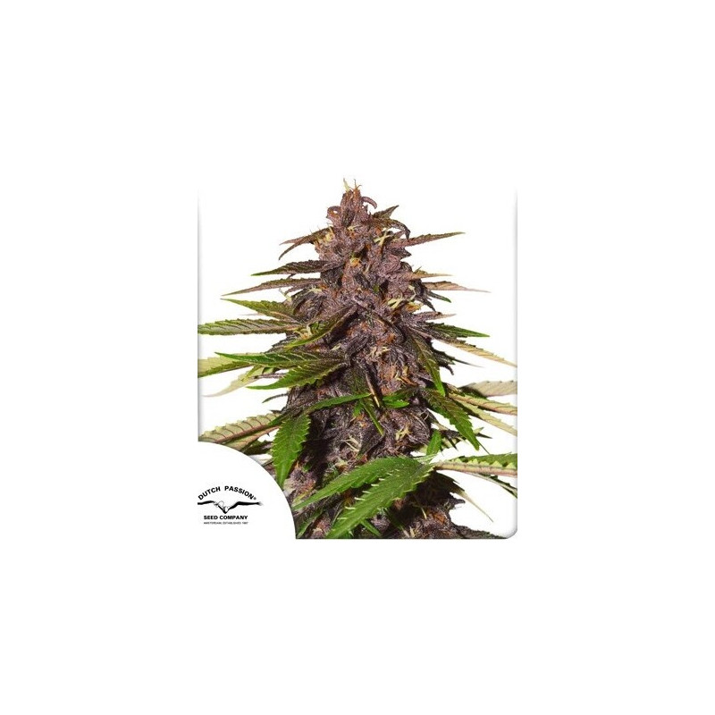 Forbidden Cherry - Autofloraison - Dutch Passion | ROOTS-SEEDS.FR