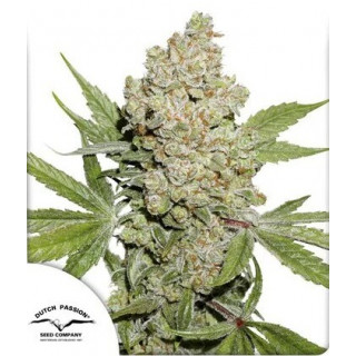 Lemon Kix - Autofloraison - Dutch Passion | ROOTS-SEEDS.FR