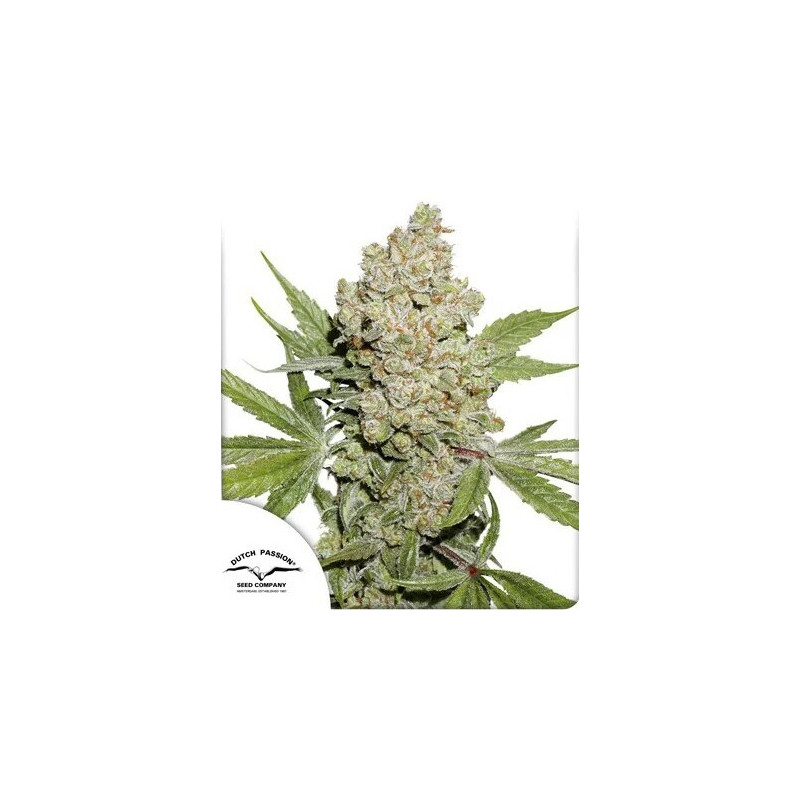 Lemon Kix - Autofloraison - Dutch Passion | ROOTS-SEEDS.FR