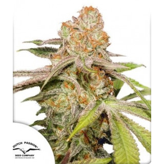 MAC 1 - Autofloraison - Dutch Passion | ROOTS-SEEDS.FR
