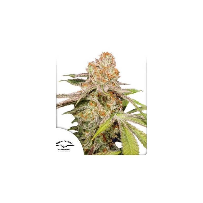 MAC 1 - Autofloraison - Dutch Passion | ROOTS-SEEDS.FR