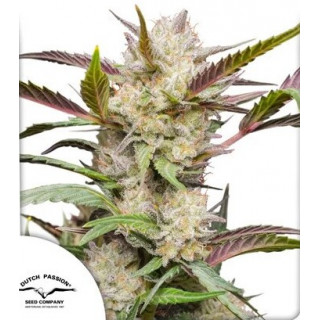 Mimosa Punch - Autofloraison - Dutch Passion | ROOTS-SEEDS.FR