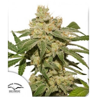 Oh My Gusher - Autofloraison - Dutch Passion | ROOTS-SEEDS.FR