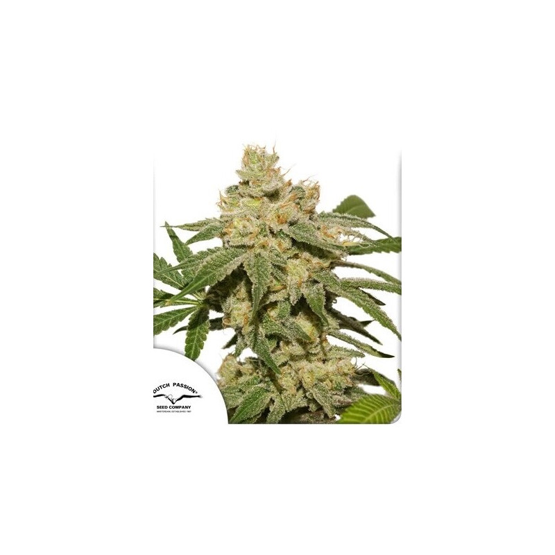 Oh My Gusher - Autofloraison - Dutch Passion | ROOTS-SEEDS.FR