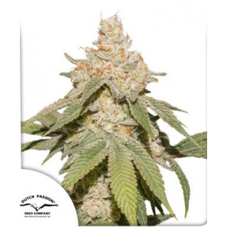 SFV OG - Autofloraison - Dutch Passion | ROOTS-SEEDS.FR