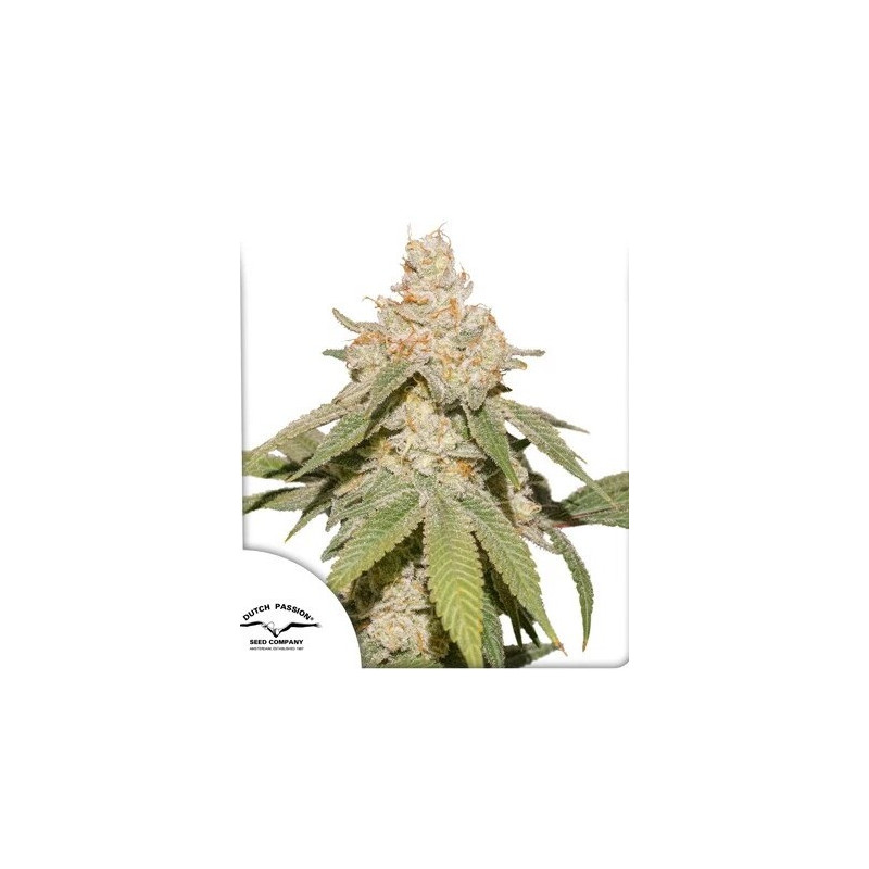 SFV OG - Autofloraison - Dutch Passion | ROOTS-SEEDS.FR