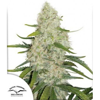Think Big - Autofloraison - Dutch Passion | ROOTS-SEEDS.FR