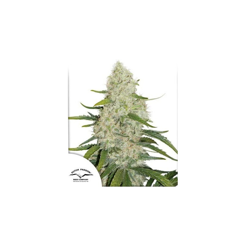 Think Big - Autofloraison - Dutch Passion | ROOTS-SEEDS.FR