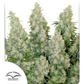 Think Different - Autofloraison - Dutch Passion | ROOTS-SEEDS.FR