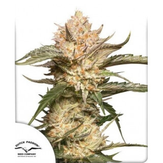 Trichome & Cream - Autofloraison - Dutch Passion | ROOTS-SEEDS.FR