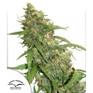 CBD Compassion Lime - Autofloraison - Dutch Passion | ROOTS-SEEDS.FR