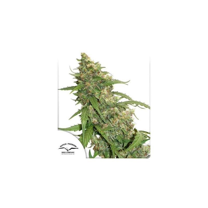 CBD Compassion Lime - Autofloraison - Dutch Passion | ROOTS-SEEDS.FR