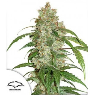 CBD White Widow - Autofloraison - Dutch Passion | ROOTS-SEEDS.FR