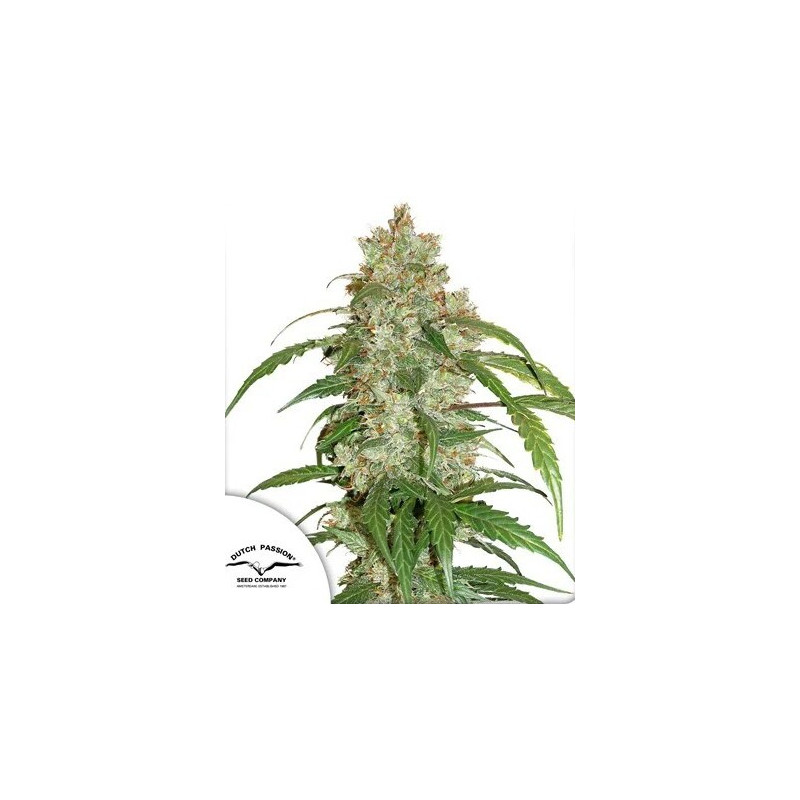 CBD White Widow - Autofloraison - Dutch Passion | ROOTS-SEEDS.FR
