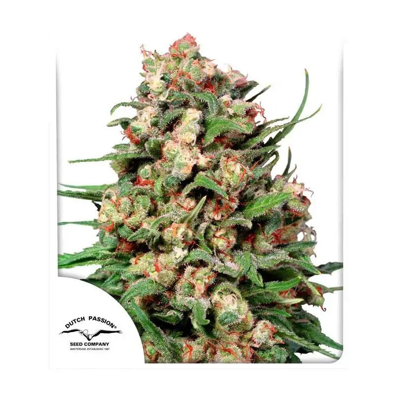 Skunk 1 - Régulière - Dutch Passion | ROOTS-SEEDS.FR