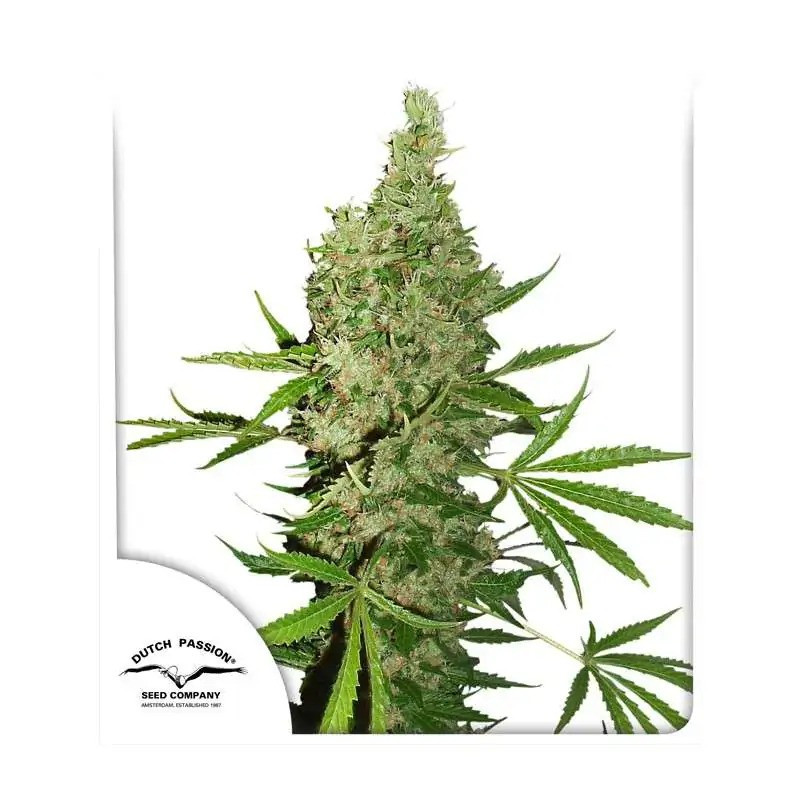 White Widow x The Ultimate - Régulière - Dutch Passion | ROOTS-SEEDS.FR
