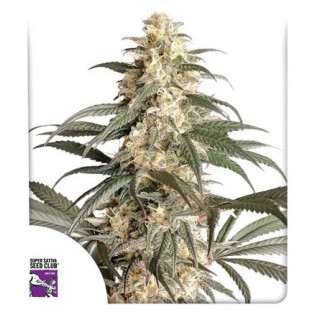 Black Lebanon - Féminisée - Dutch Passion | ROOTS-SEEDS.FR