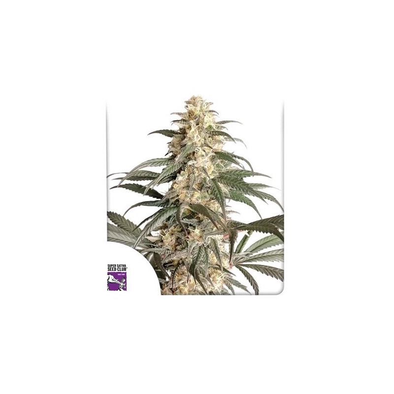 Black Lebanon - Féminisée - Dutch Passion | ROOTS-SEEDS.FR