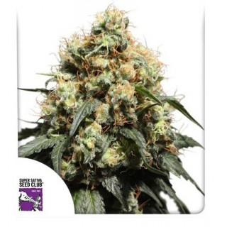 Bruce Lemon Diesel - Féminisée - Dutch Passion | ROOTS-SEEDS.FR